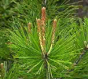 �A�J�}�c ��