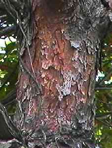 �A�J�}�c ��