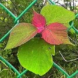 �A�J���K�V�� �t