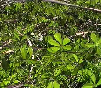 �A�P�r �S��