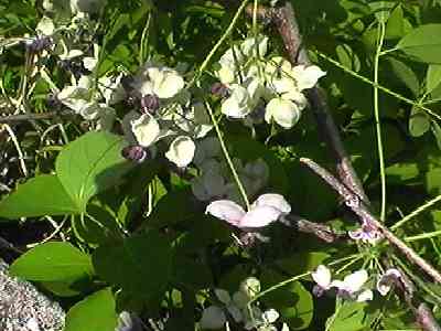 �A�P�r �ԏ�