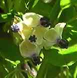 �A�P�r �Y��