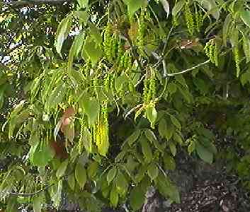 �A���J�V �S��