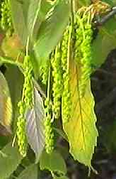 �A���J�V �Y�ԏ�