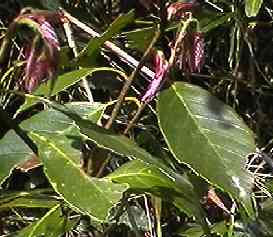 �A���J�V �t