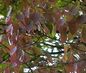 �A���J�V �V�t