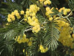 �t�T�A�J�V�A �}��̉ԏ�<br>(2000.4.8 ��捑�ʒʒ��w�Z�Z��)