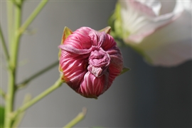 �t���E �ڂ�(2010/09/25,���s�E������)