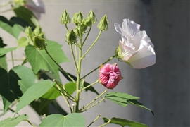 �t���E �s�̏㕔(2010/09/25,���s�E������)