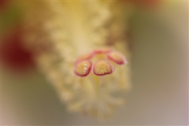 �t���E �T�􂵂��߂��ׂ̐�(2010/09/25,���s�E������)