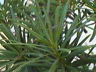 �C�k�}�L �t