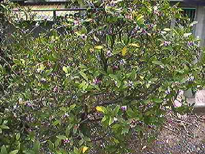 �W���`���E�Q �S��