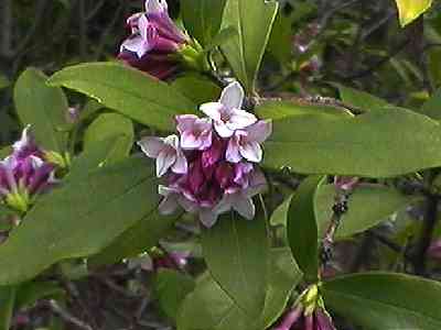 �W���`���E�Q ��