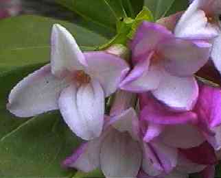 �W���`���E�Q ��