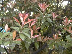 �J�i�����` �}��(2000.5)