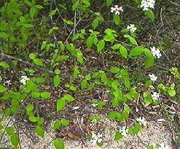 �R�o�m�K�}�Y�~ �S��