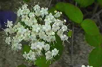 �R�o�m�K�}�Y�~ �ԏ�