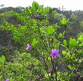 �R�o�m�~�c�o�c�c�W �S��