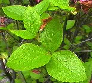 �R�o�m�~�c�o�c�c�W �t