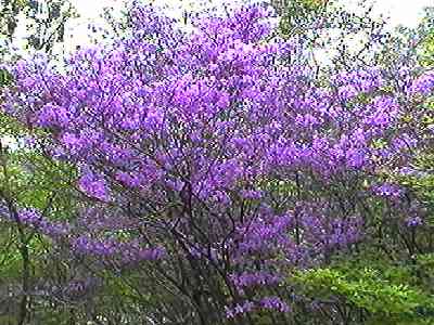 �R�o�m�~�c�o�c�c�W ����