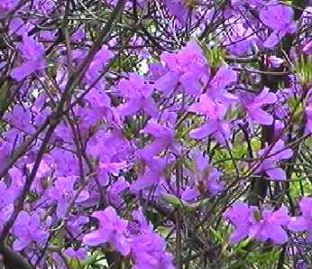 �R�o�m�~�c�o�c�c�W �ԉ�