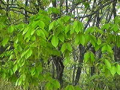 �R�i�� �S��