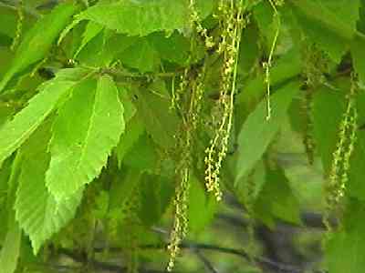 �R�i�� �Y�ԏ�