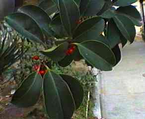 �N���K�l���` �}