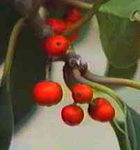 �N���K�l���` ��