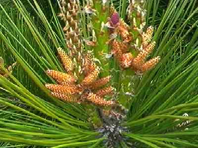 �N���}�c �Y��