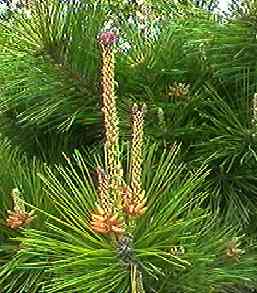 �N���}�c ��