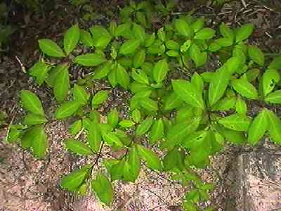 �N�����W �S��