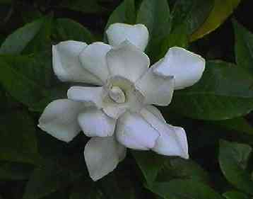 �N�`�i�V ��