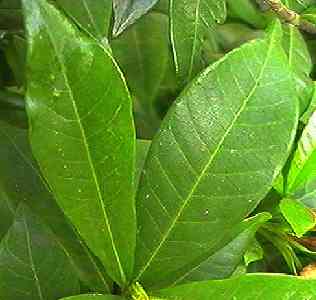 �N�`�i�V �t