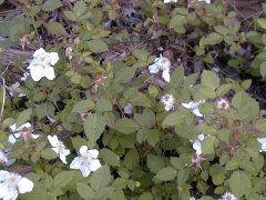 �N�T�C�`�S �S��(2000.5)