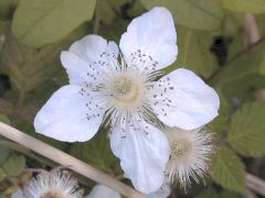 �N�T�C�`�S ��(2000.5)