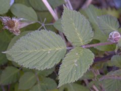 �N�T�C�`�S ���t(2000.5)