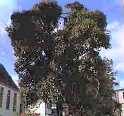 �N�X�m�L �S��