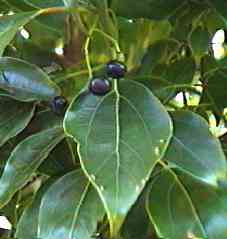 �N�X�m�L �t��