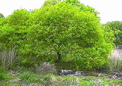 �}���o���i�M �S��