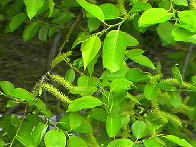 �}���o���i�M �}