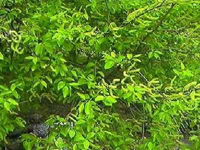 �}���o���i�M �}