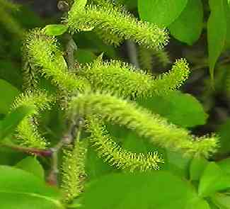 �}���o���i�M �Y�ԏ�