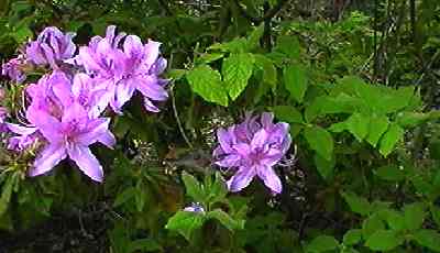 ���`�c�c�W �S��