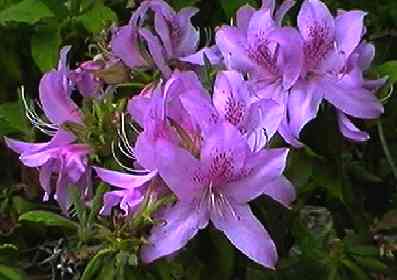 ���`�c�c�W ��