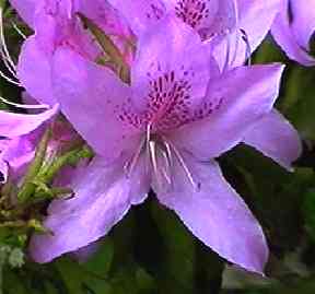 ���`�c�c�W�@��