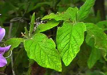 ���`�c�c�W �t