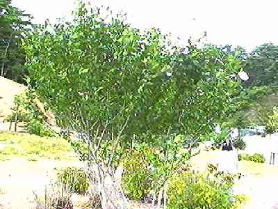 ���N�Q �S��