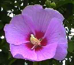 ���N�Q ��