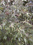 �i���V���O�~ �S��(2000.5.3 �z�������r)